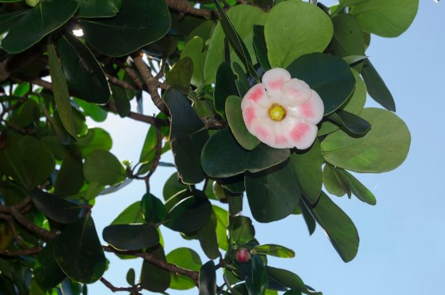 clusia rosea flower