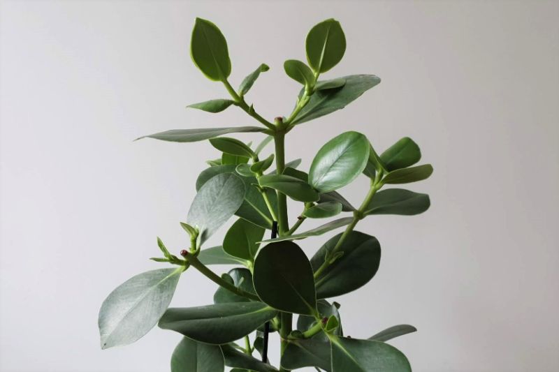 clusia rosea care autograph tree