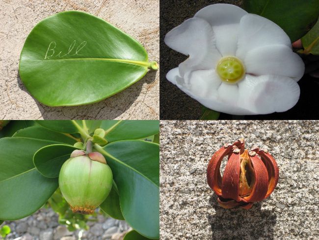 writing on autograph tree leaf, clusia rosea flower, fruit and seed