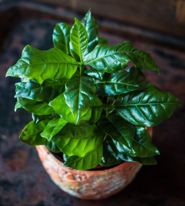 coffee plant care indoors coffea arabica