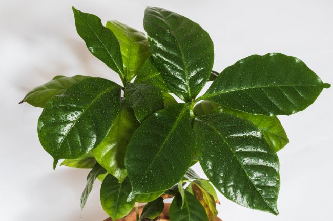 coffee plant houseplant care problems