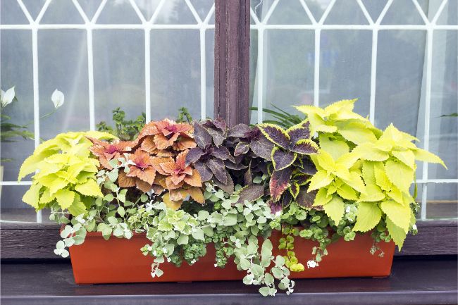 coleus plants in planter