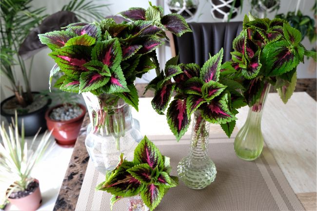 coleus propagation