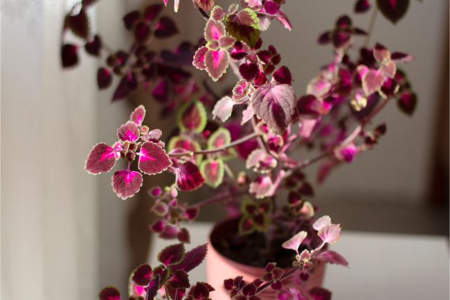 coleus plant care indoors