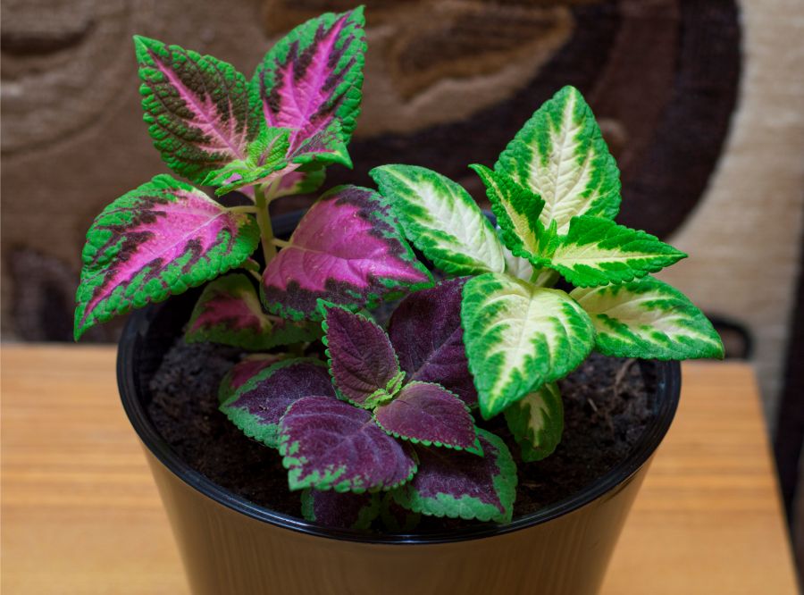 coleus plant care indoors