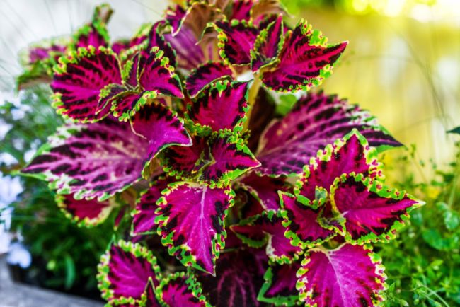 stunning foliage of coleus plant