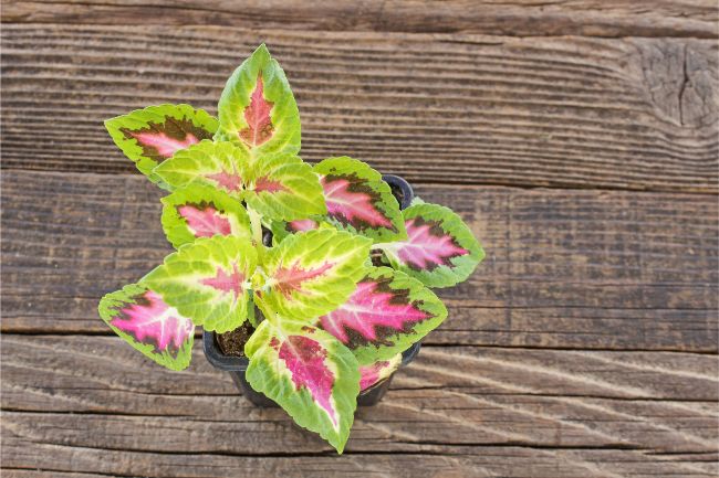 coleus plant in pot