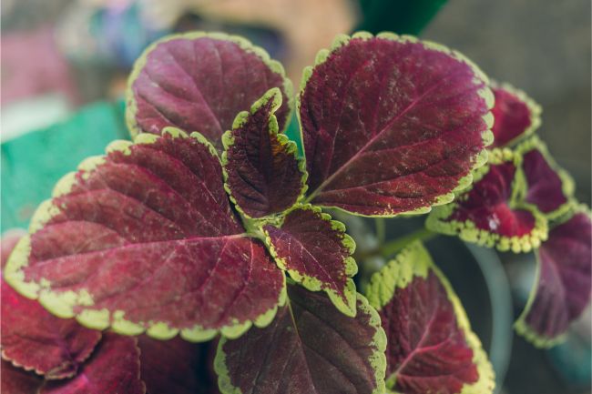 coleus plant care indoors