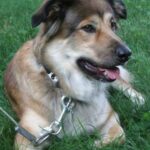 collie-shepherd-mix-5