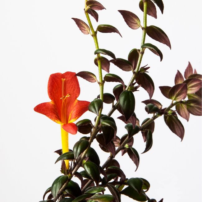 Goldfish Plant Columnea gloriosa flowering houseplants