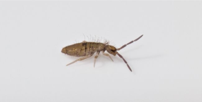 springtail