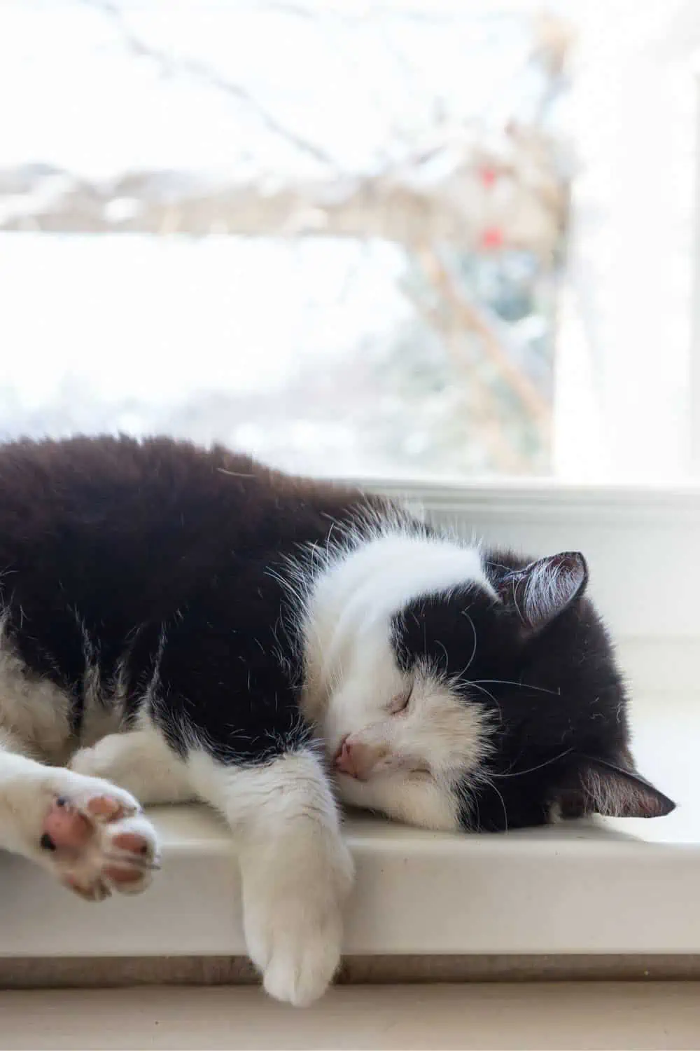 constipated cat lying down in front of the window