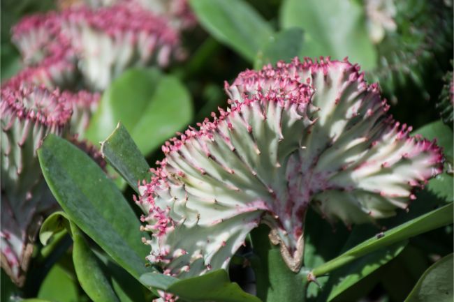 Coral Cactus Euphorbia lactea unusual houseplants