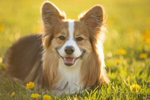 Corgi puppies