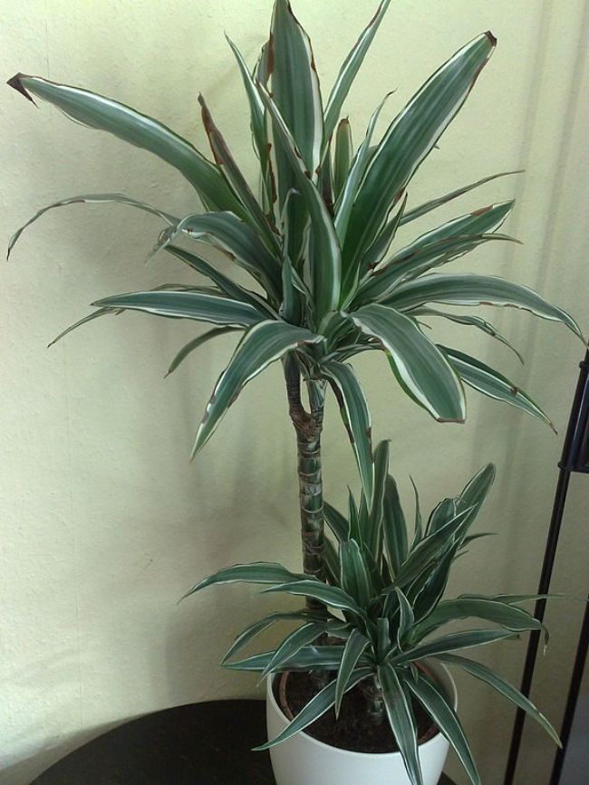 dracaena fragrans brown tips and leaves