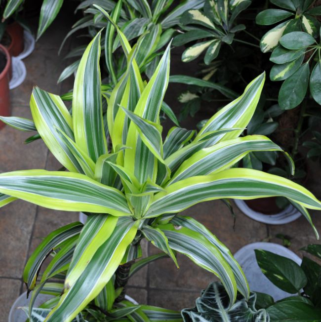 corn plant brown tips dracaena fragrans