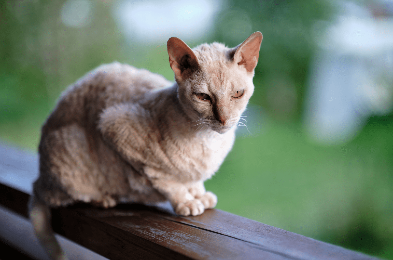 cornish rex