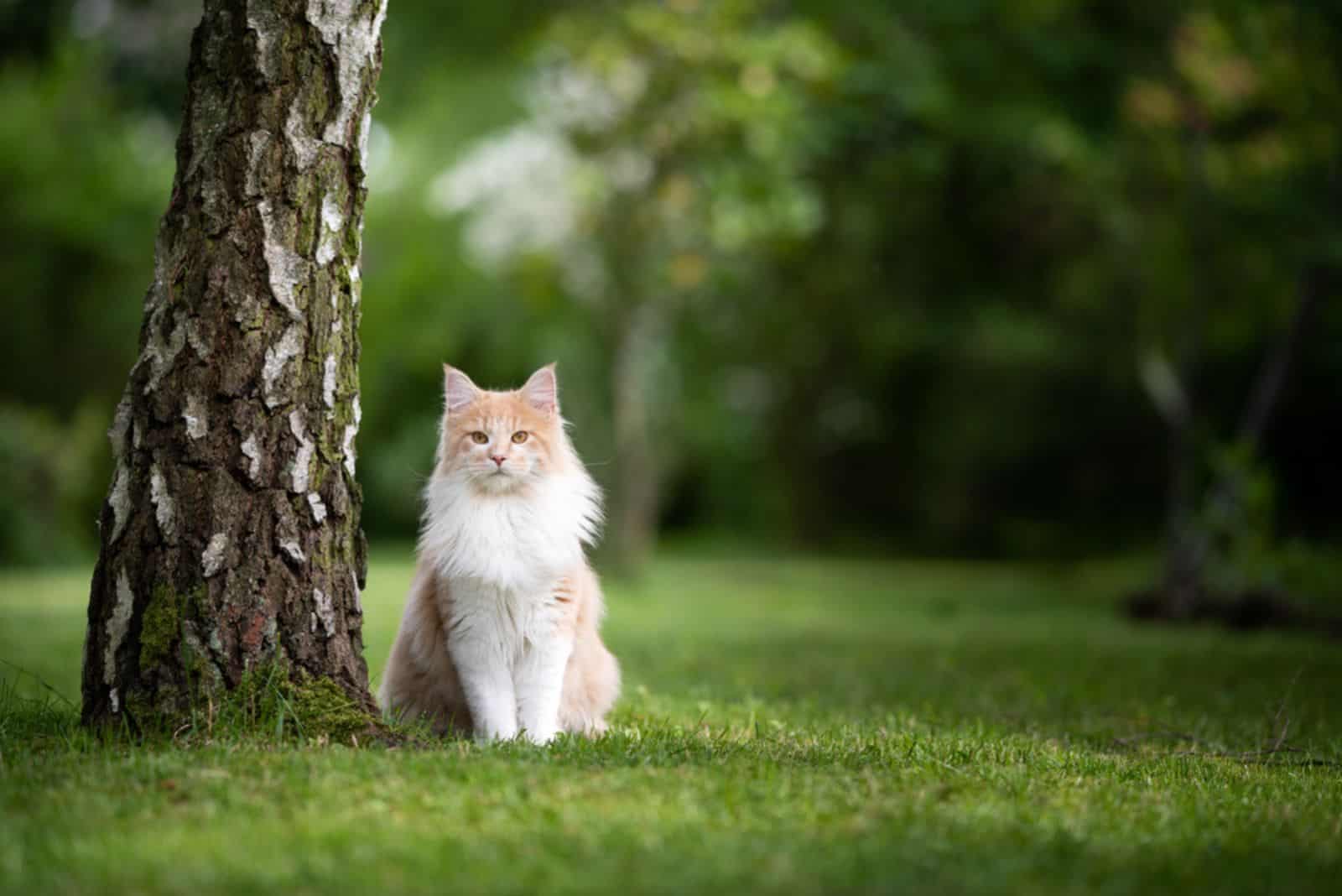 cream tabby beige white maine coon cat sitting next to a birch tree