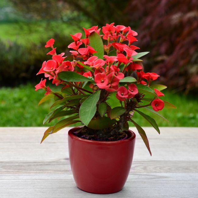 crown of thorns euphorbia milii