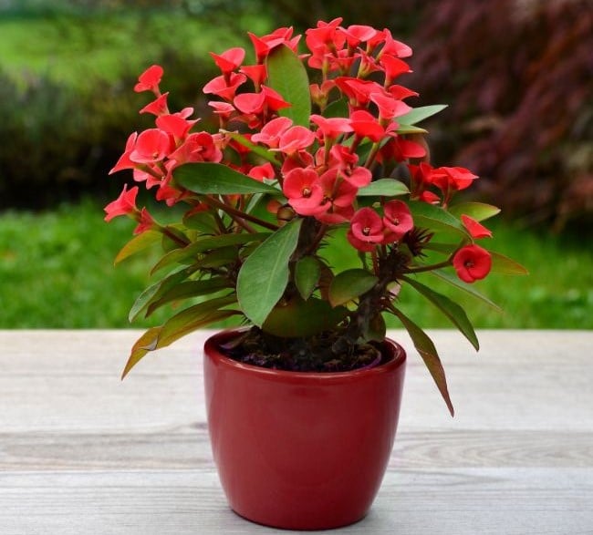 crown of thorns plant care euphorbia milii