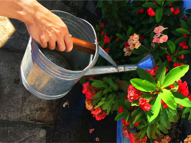 watering crown of thorns plant euphorbia milii