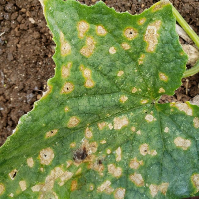 Anthracnose on leaf