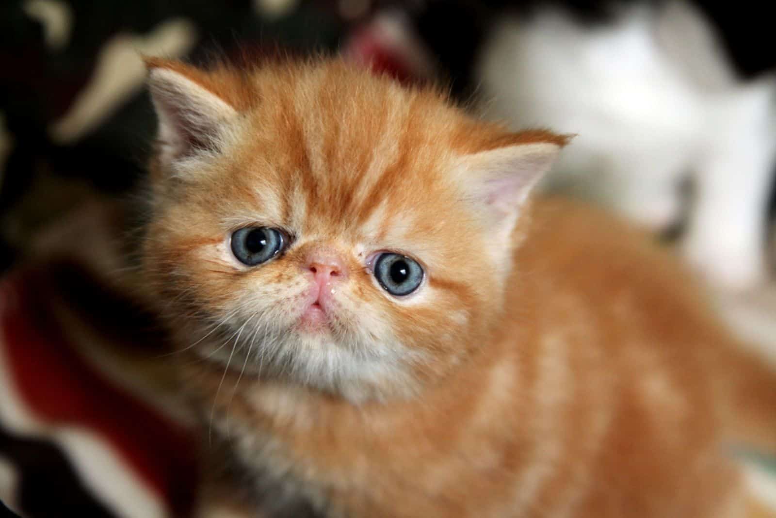 cute Exotic Shorthair kitten