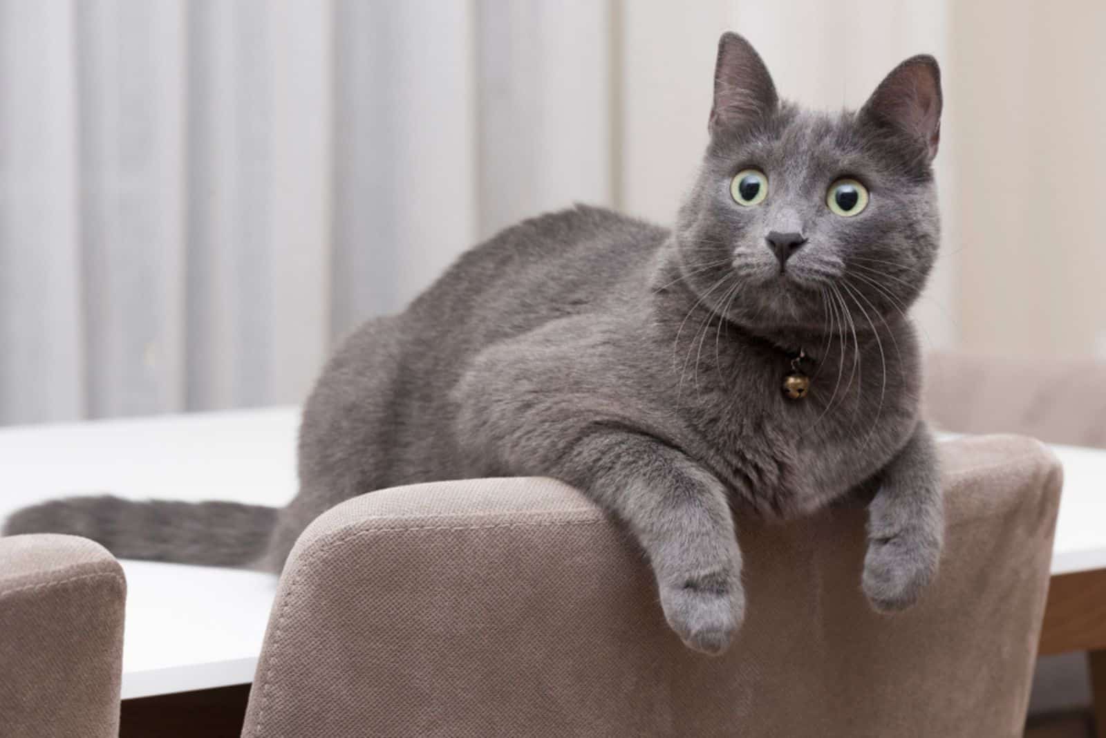 cute Korat cat is lying on the table