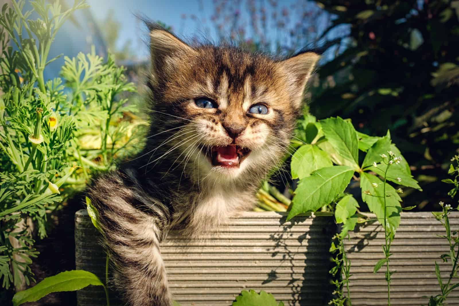 cute Maine Coon kitten in the garden and meowing