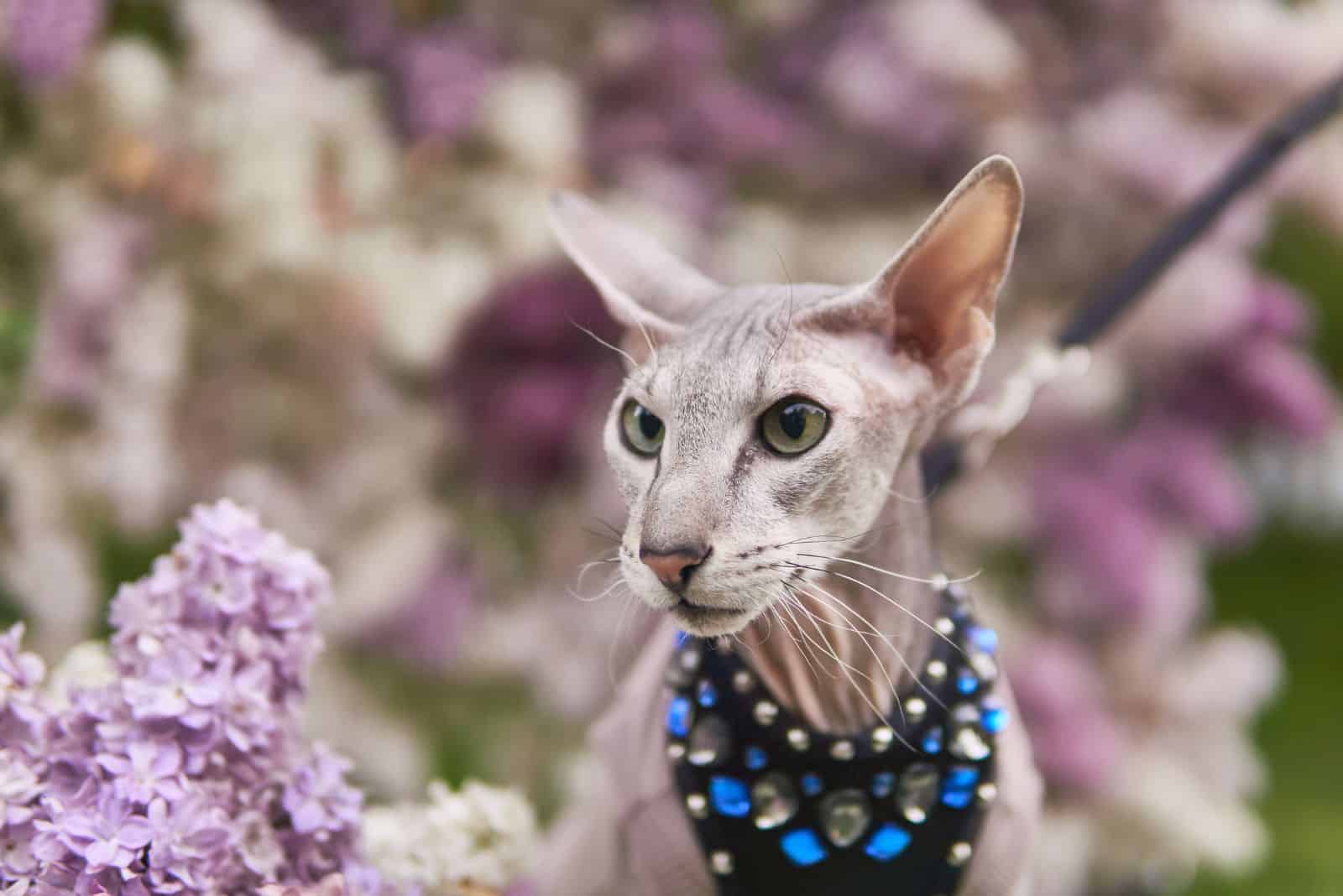 cute Peterbald cat