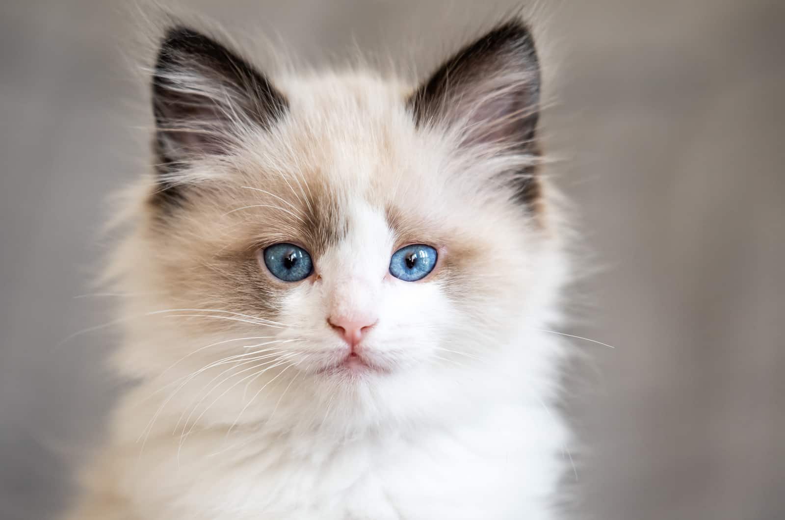 cute Ragdoll kitten