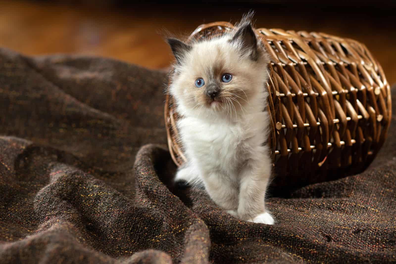 cute Ragdoll kitten