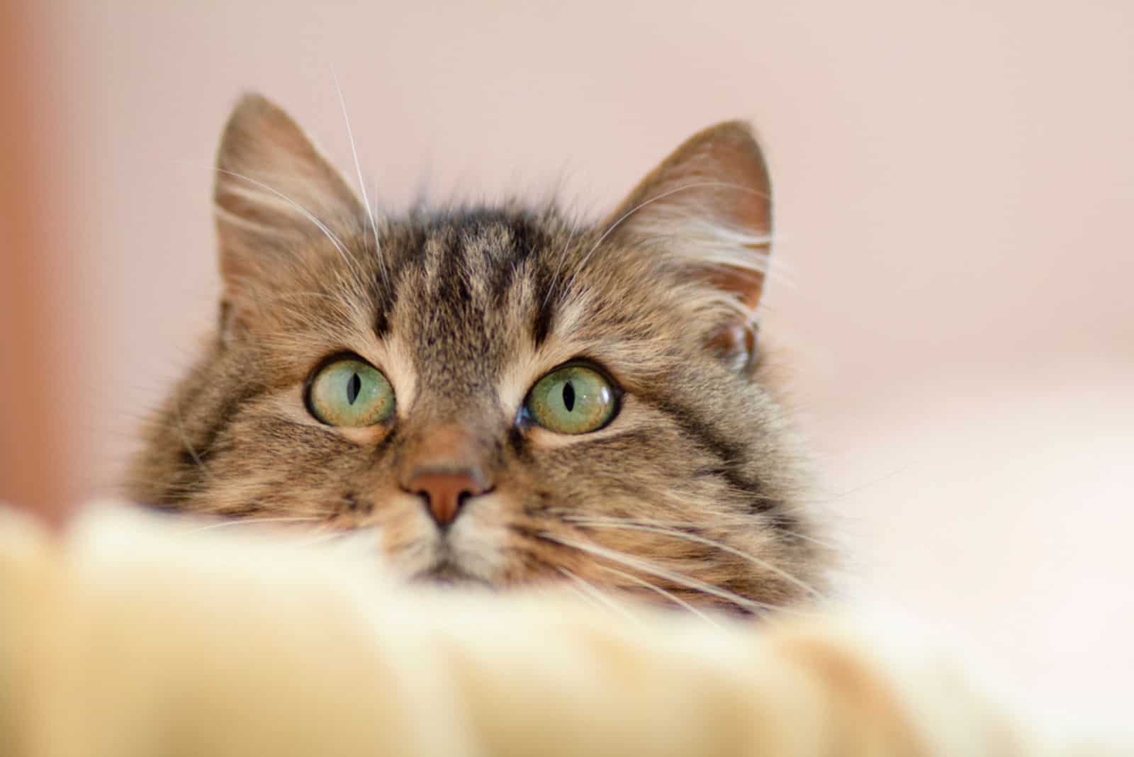  cute Siberian cat looks out from behind furniture