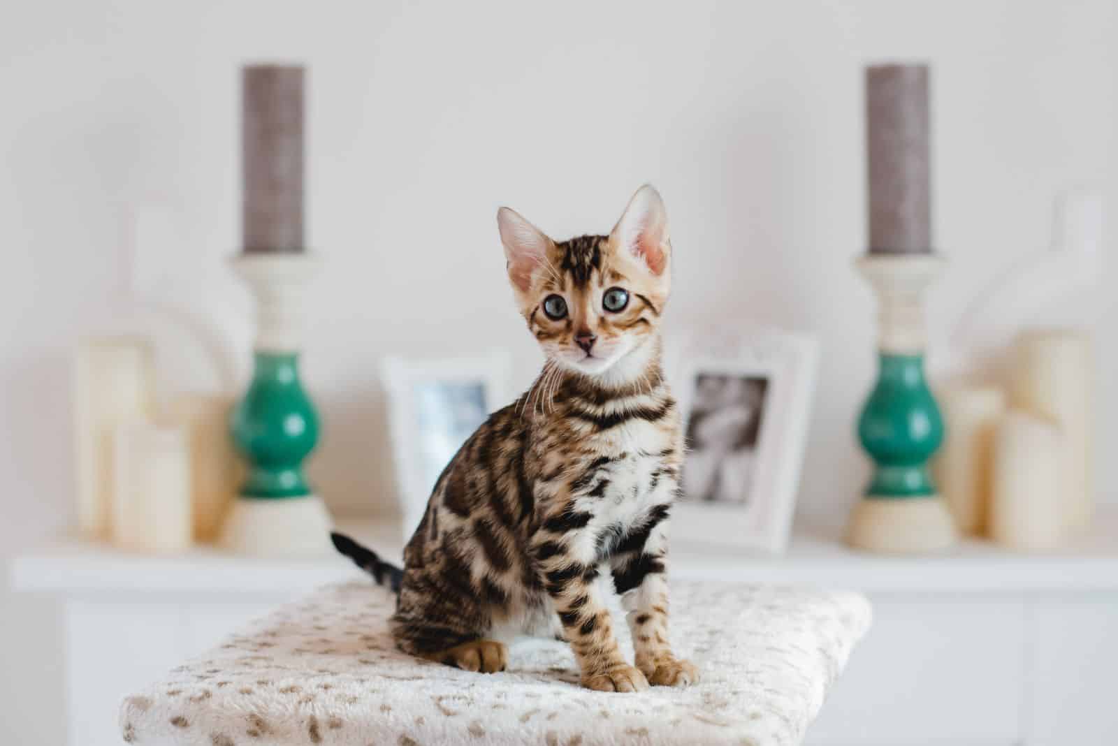 cute bengal kitten sitting on a scratching post