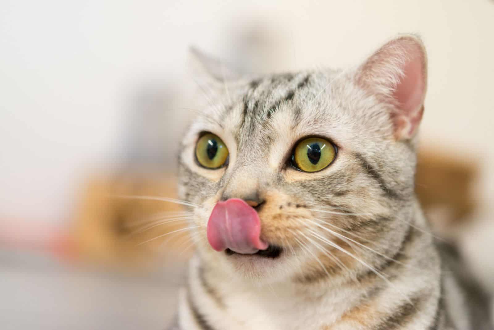 cute cat licking lips