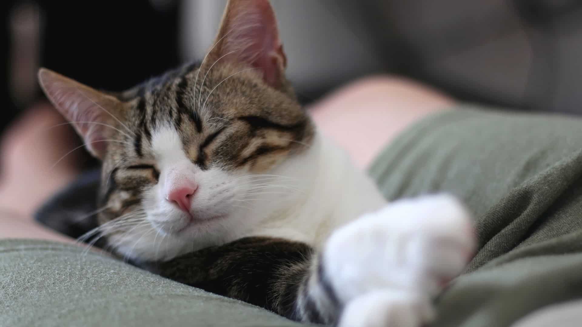 cute cat peacefully sleeping between their owners legs