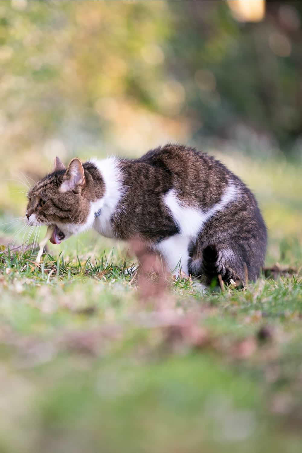 cute cat throwing up outside