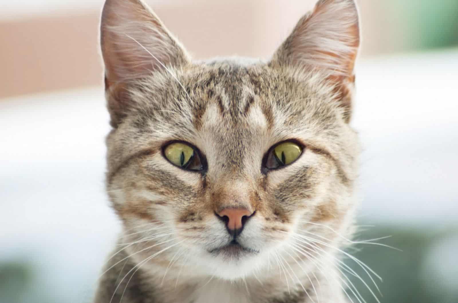 cute cat with a third eyelid disease