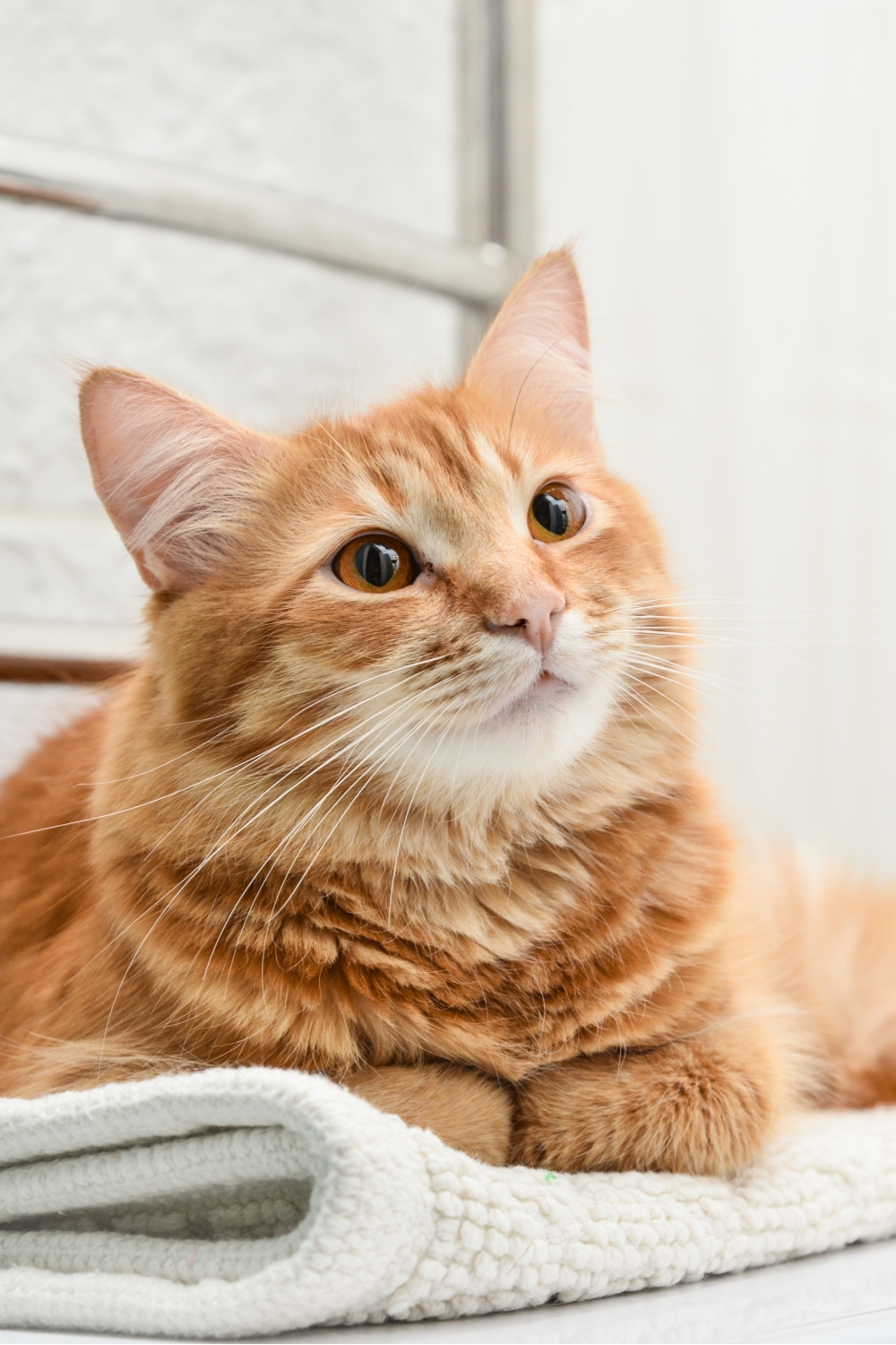 cute ginger cat laying down