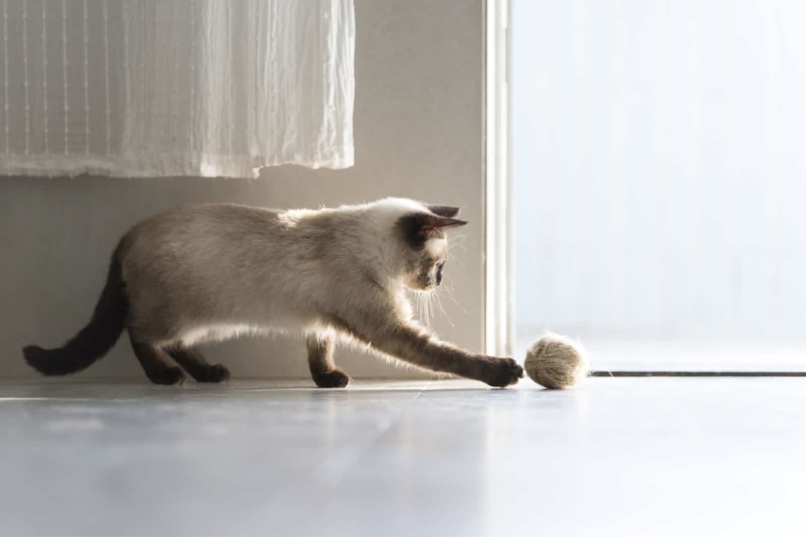 cute siamese cat playing with a ball of yarn