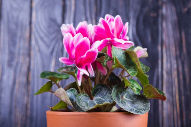 cyclamen best bathroom plants