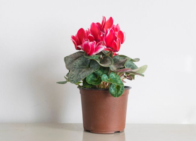 cyclamen houseplant