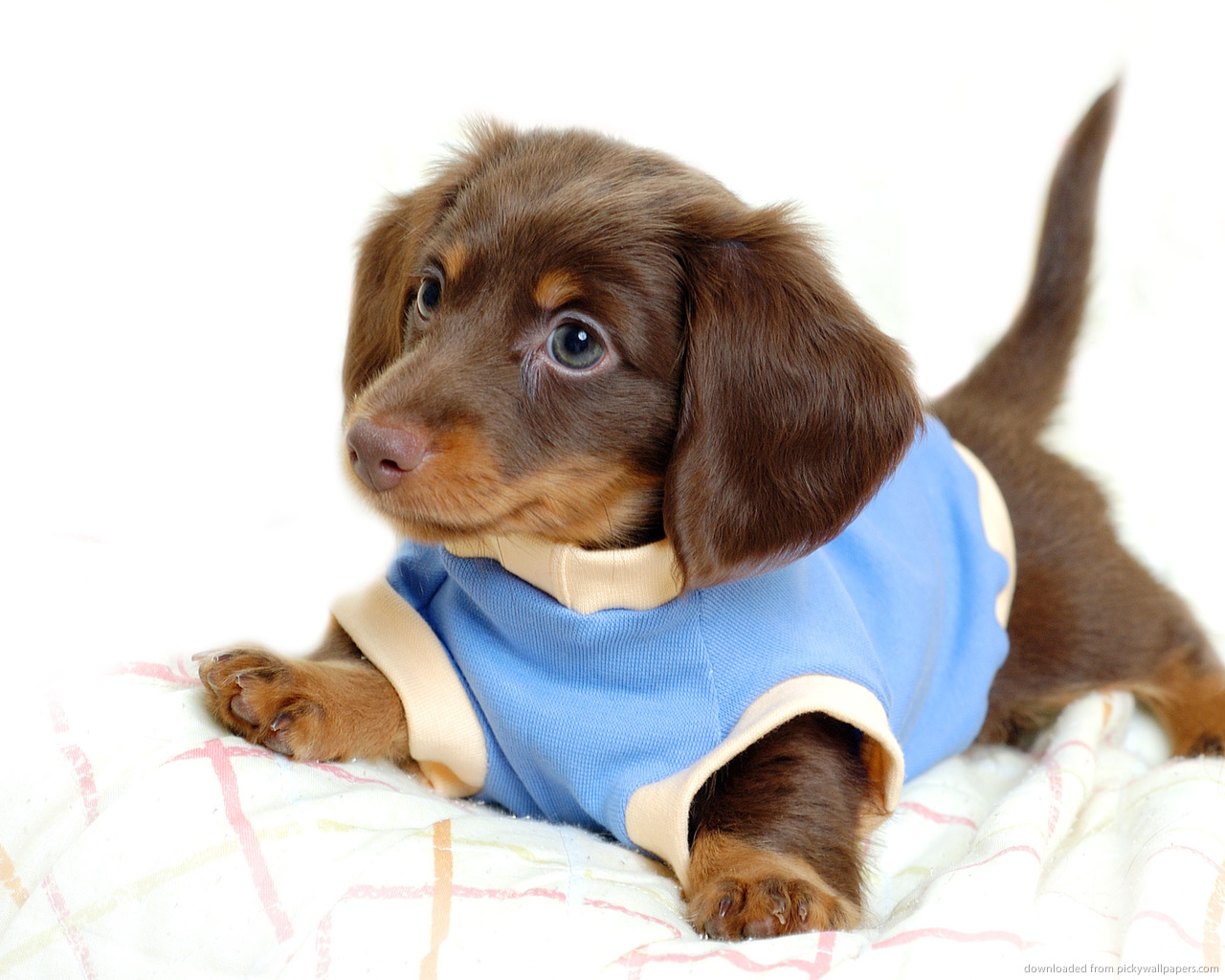 dachshund-puppy_1