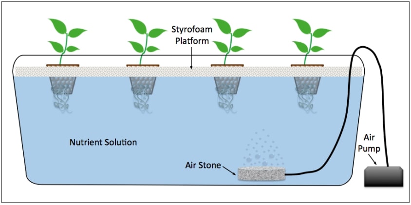 deep water culture hydroponics system