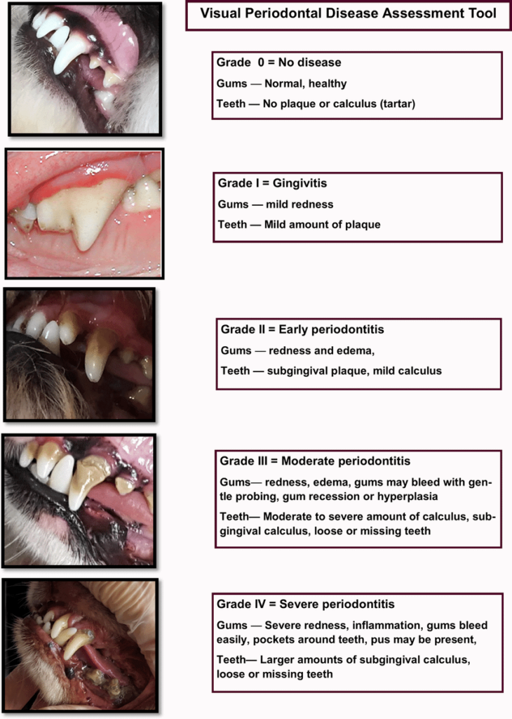 dental disease grading chart all four levels