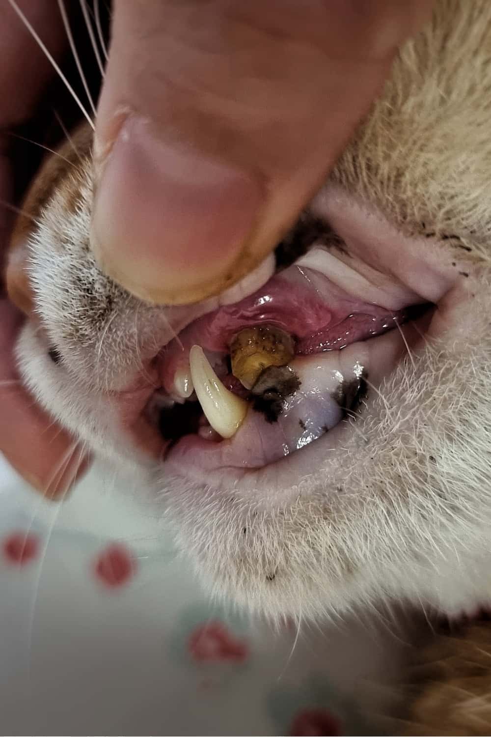 dental problems cat