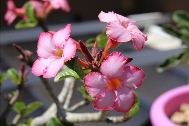 desert rose adenium houseplant