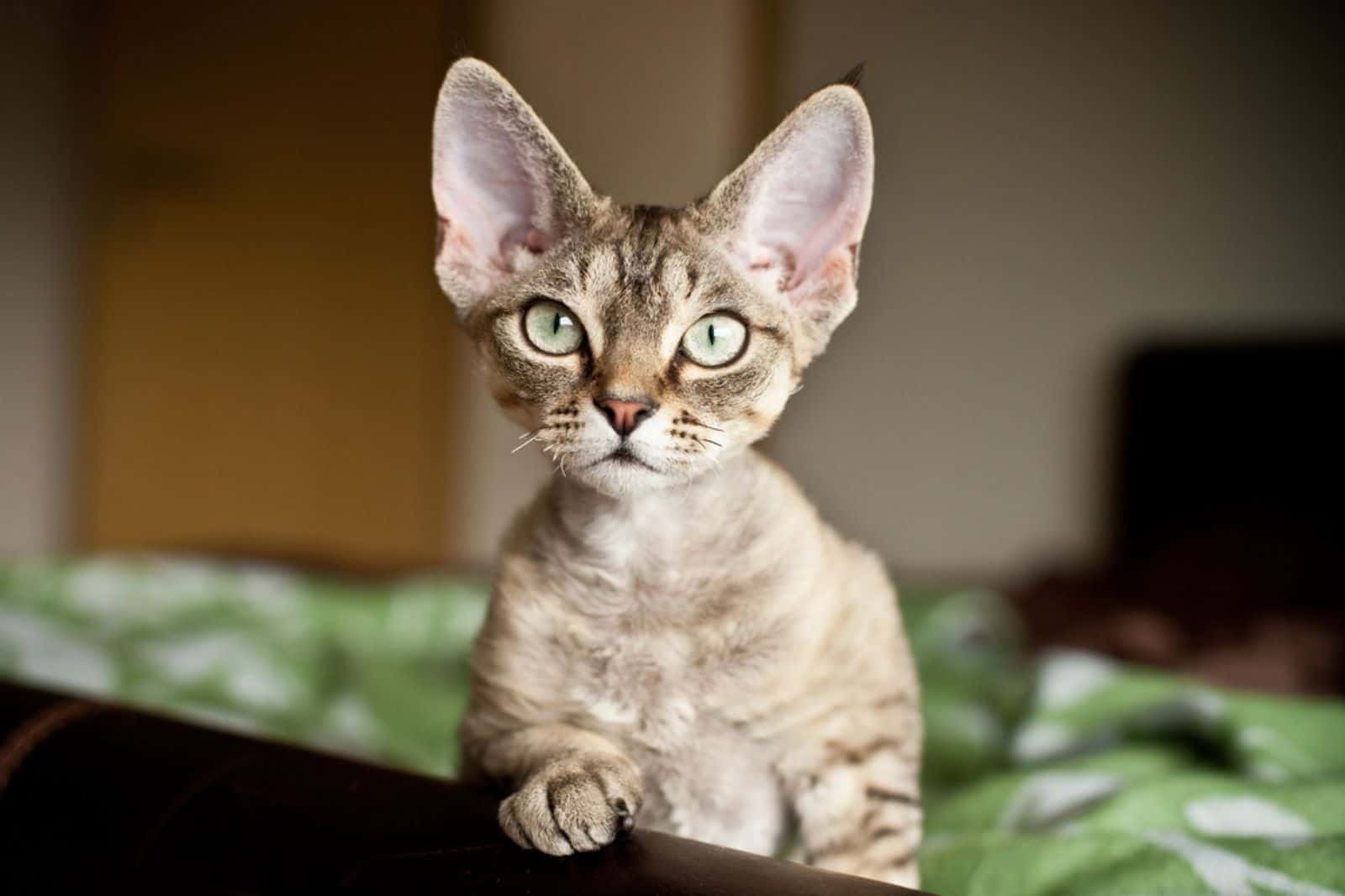 devon rex cat