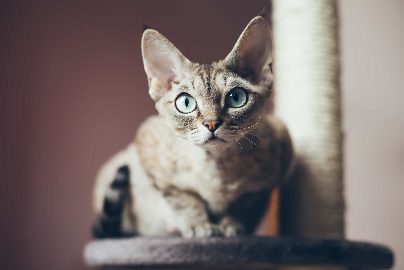 devon rex cat