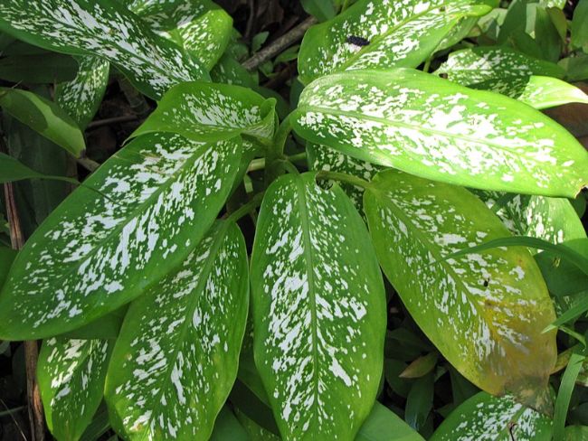 diseased dieffenbachia leaf